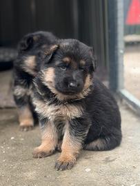 Cuccioli di pastore tedesco del monte poliziano