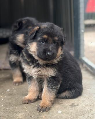 Cuccioli di pastore tedesco del monte poliziano