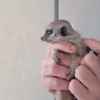 Cucciolo di suricato