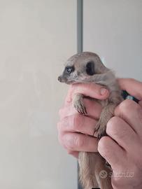 Cucciolo di suricato