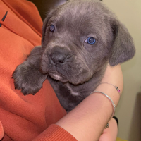 Cuccioli di cane corso