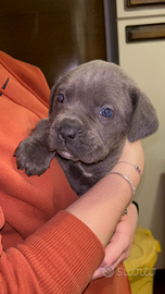 Cuccioli di cane corso