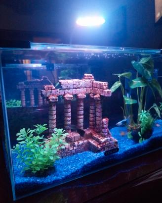 acquario 20 litri, suggestivo e di facile gestione