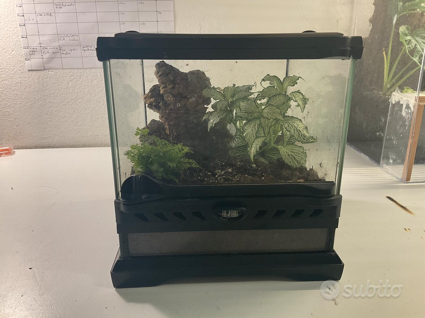 Terrario In Acrilico Trasparente 20x12x12 Cm - Con Fori Aria E Chiusura Magnetica, Per Geco, Ragni, Insetti
