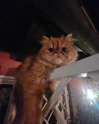 Persiano per accoppiamento