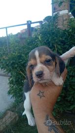 Beagle originali