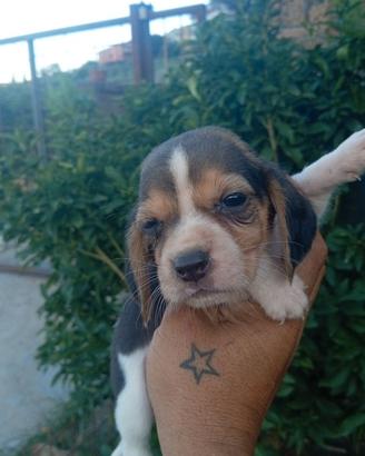 Beagle originali