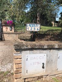 Terreno + piante di olivo