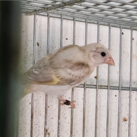 Cardinalini del Venezuela