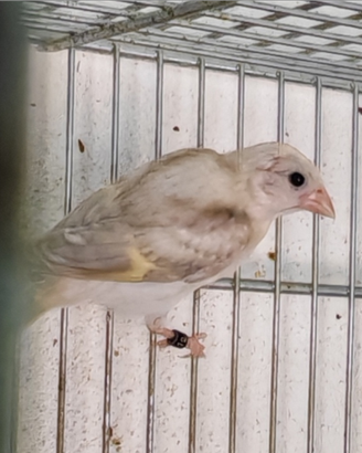 Cardinalini del Venezuela