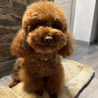 Fidanzato con pedigree