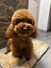 Fidanzato con pedigree