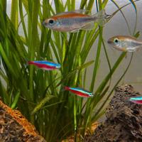 Vallisneria spiralis 'Leopard