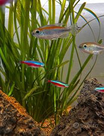 Vallisneria spiralis 'Leopard