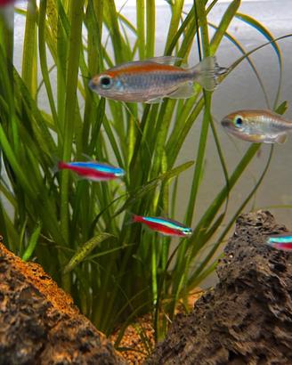 Vallisneria spiralis 'Leopard