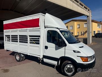 Iveco Daily 35c13 2.8 130cv trasporto animali vivi