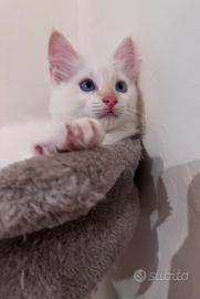 Ragdoll