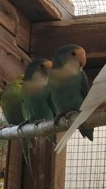 Inseparabili roseicollins