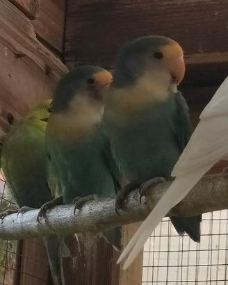 Inseparabili roseicollins