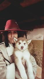 Cucciolo Alaskan malamute