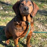 PASSATEMPO, nonnino rimasto solo cercaa casa