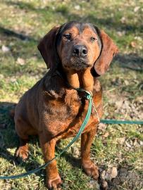 PASSATEMPO, nonnino rimasto solo cercaa casa