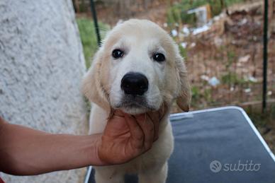 Cani Golden retriever