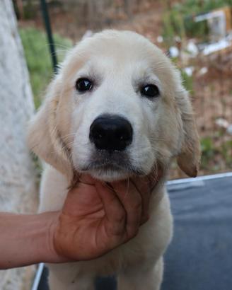 Cani Golden retriever