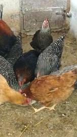 Galline