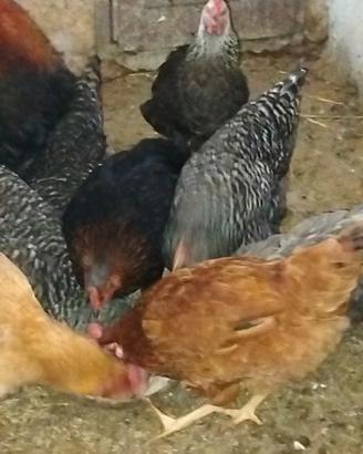 Galline