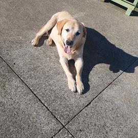 Labrador con pedigree