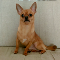 Chihuahua stallone per monta con Pedigree Enci