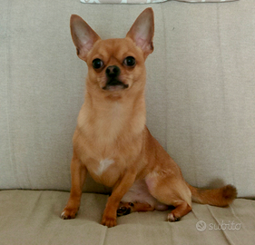 Chihuahua stallone per monta con Pedigree Enci