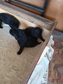 Cuccioli di labrador retriever