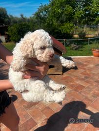 Cuccioli Lagotto romagnolo