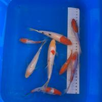 Koi butterfly e normali