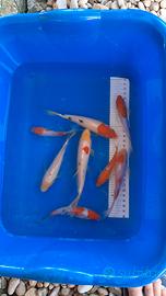 Koi butterfly e normali