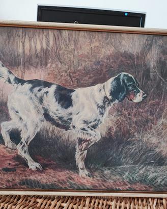 Stampa incorniciata quadro Setter