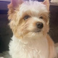 Biewer Yorkshire terrier golddust