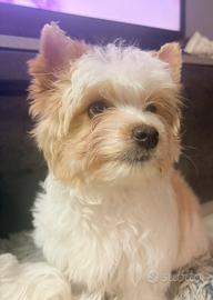 Biewer Yorkshire terrier golddust