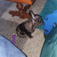 Bulldog francese femmina