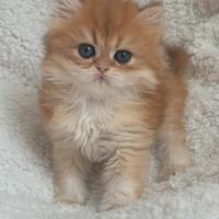 British longhair black golden