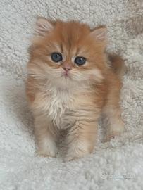 British longhair black golden