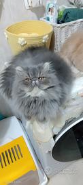 Gatto disponibile per accoppiamento