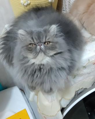 Gatto disponibile per accoppiamento