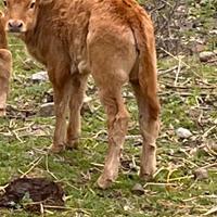 Vitello maschio limousin