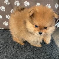 Cucciolata spitz pomerania