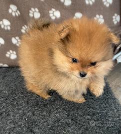 Cucciolata spitz pomerania