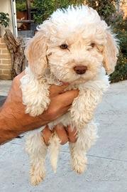 Cucciolo di Lagotto Romagnolo con pedigree