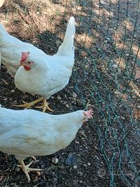Galline livornesi